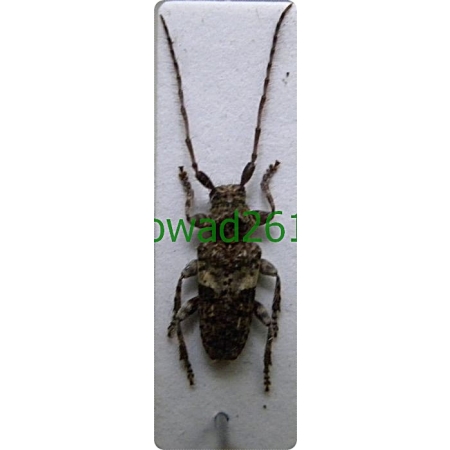 Pogonocherus fasciculatus (DeGeer, 1775) Kozulka sosnówka